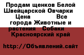 Продам щенков Белой Швейцарской Овчарки  › Цена ­ 20 000 - Все города Животные и растения » Собаки   . Красноярский край